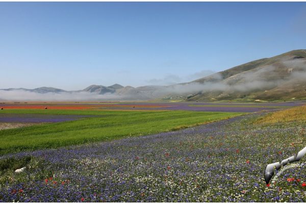 castelluccio-76377619C5-51D3-10D0-23B9-86450CA0EEFB.jpg