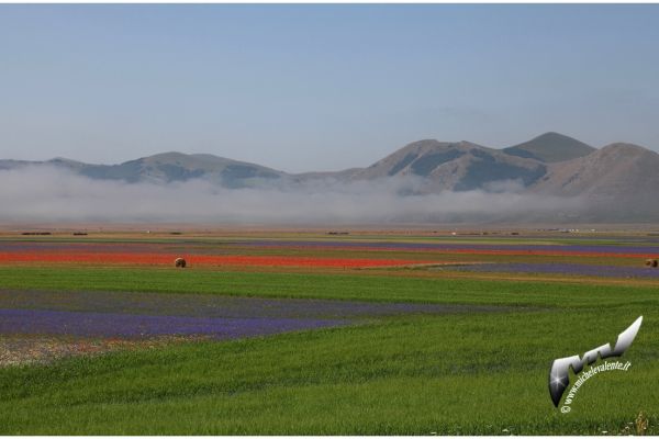 castelluccio-77E782B4A5-CDE9-EFAF-18EA-C27E56435E1A.jpg