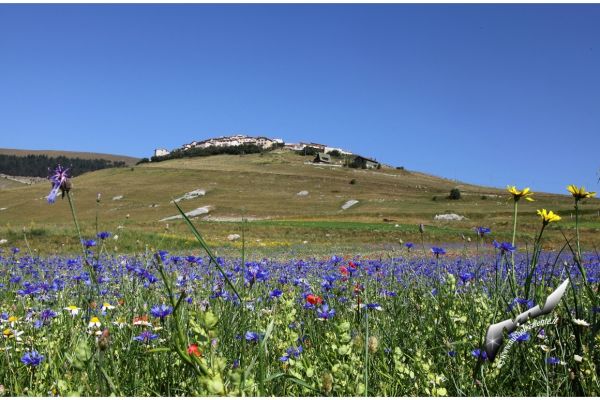 castelluccio-7988243A6E-9F23-A5F3-8B11-240EB68D065A.jpg