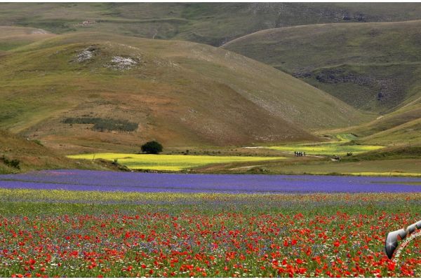 castelluccio-80AEE66D79-4DCD-FB27-296F-9ABACF441E53.jpg
