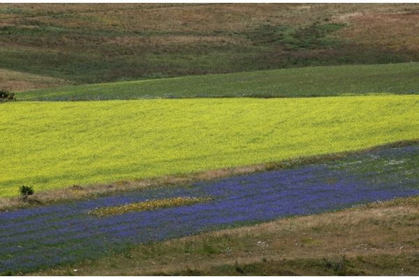 castelluccio-84B98AF7AF-7E27-619A-D9F7-EC949E7A97C8.jpg