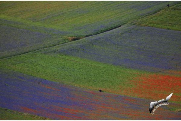 castelluccio-912F3330AC-5A2C-69E5-1145-484BDD4CA043.jpg