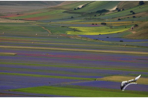 castelluccio-94DC575E54-7EC9-8C13-1EE9-65CBE9190B60.jpg