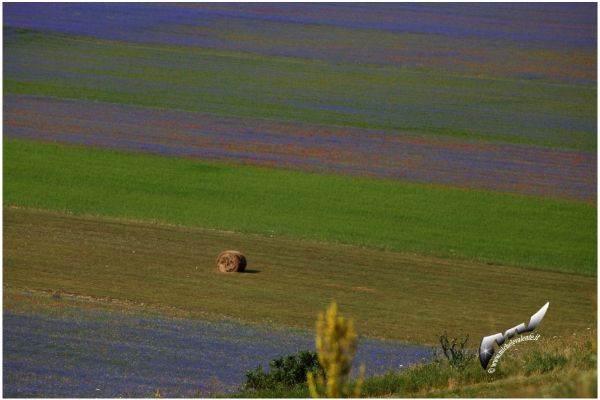 castelluccio-95DBE2A678-724A-2095-DB66-D0BC82500B08.jpg