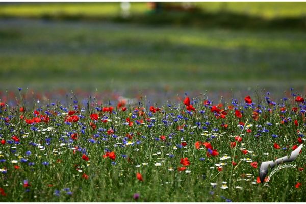castelluccio-995B58E8A2-2D71-783A-7A66-082441DCBB9B.jpg