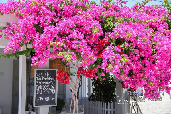 mykonos-08D18DEE67-5869-DC76-40A1-B30651BB5B76.jpg