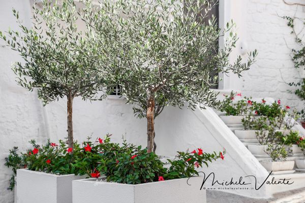 ostuni-1116C17D1E-C82A-1B35-B4C1-6587F1E65C6C.jpg