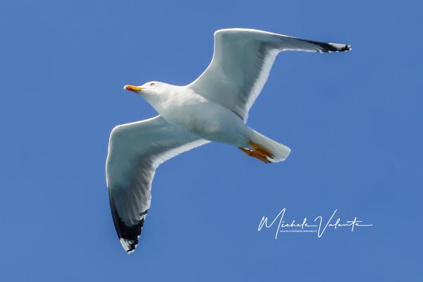 img-1808C46BCC8C-CA56-30EA-652E-9B8809C08ACA.jpg